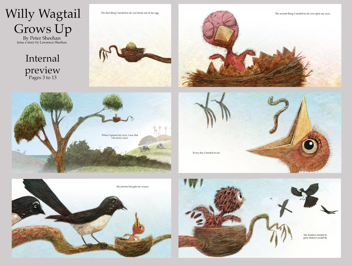 Willy Wagtail Grows Up